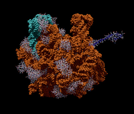 A molecular model of Escherichia Coli (E. Coli) bacterial ribosome.