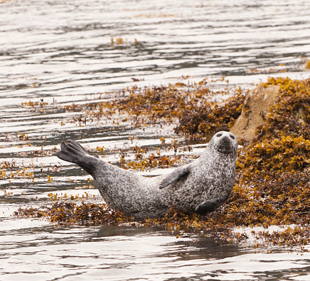 A grey seal lying on rocks and seaweed on the Scottish coast.