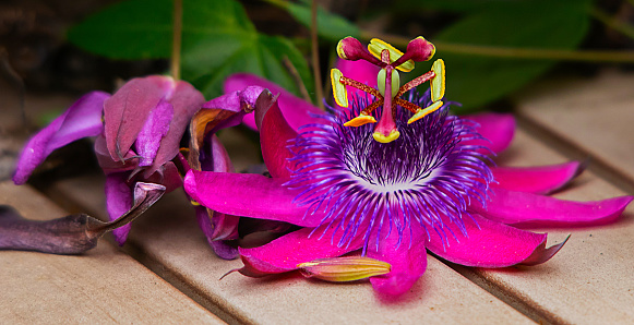 passion flower (Passiflora incarnata) vine on a sundeck ready for vertical pollination