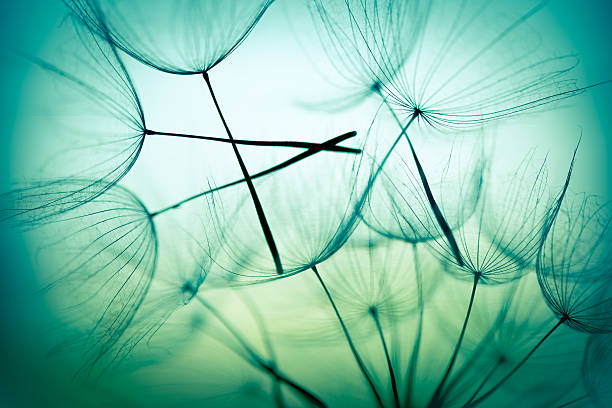 Dandelion seed Dandelion seed pappus stock pictures, royalty-free photos & images