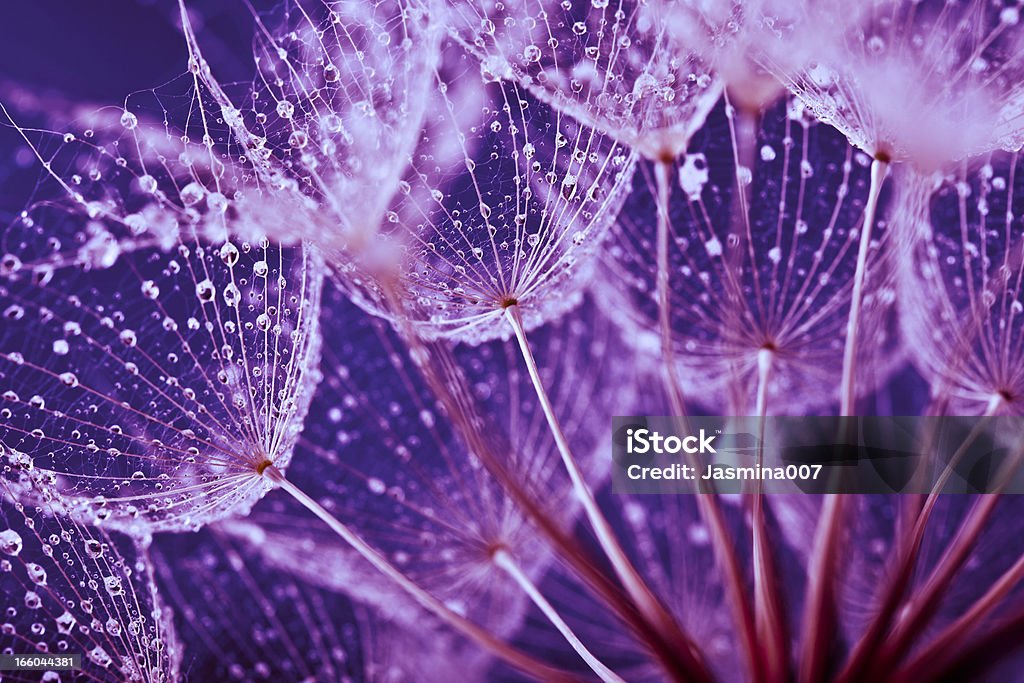 Abstraite Macro de gouttes d'eau sur les graines de pissenlit - Photo de Violet libre de droits