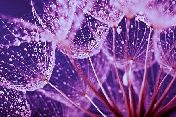 Macro abstract of water drops on dandelion seeds Dandelion seed with water drops violet flower photos stock pictures, royalty-free photos & images