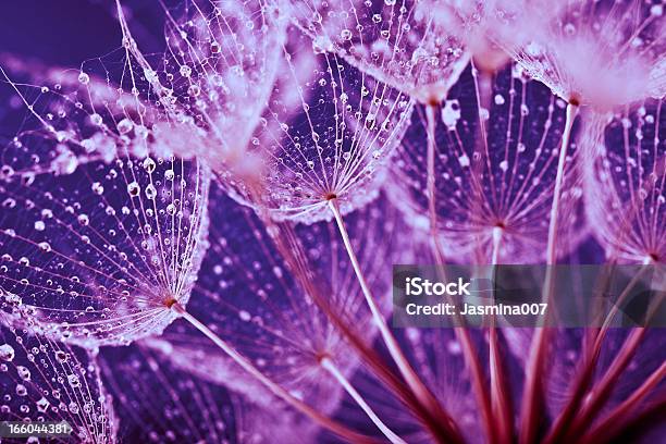 Macro Abstract Of Water Drops On Dandelion Seeds Stock Photo - Download Image Now - Purple, Flower, Nature