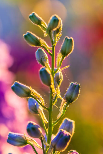 Colorful flowers in the garden at the end of summer.