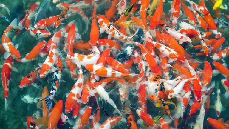 Koi fish in pond