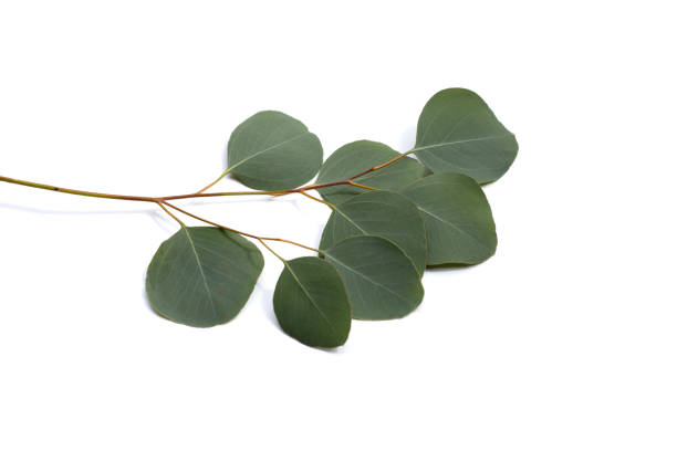 istock Green leaves of eucalyptus on white 1660463726