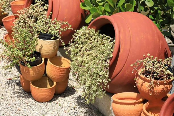 Terracotta pots and variegated succulents