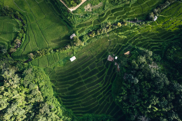 istock Rice terraces in rural forest with evening light,paddy field 1660479454