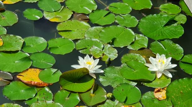istock Close-up of water lilies 1660481028