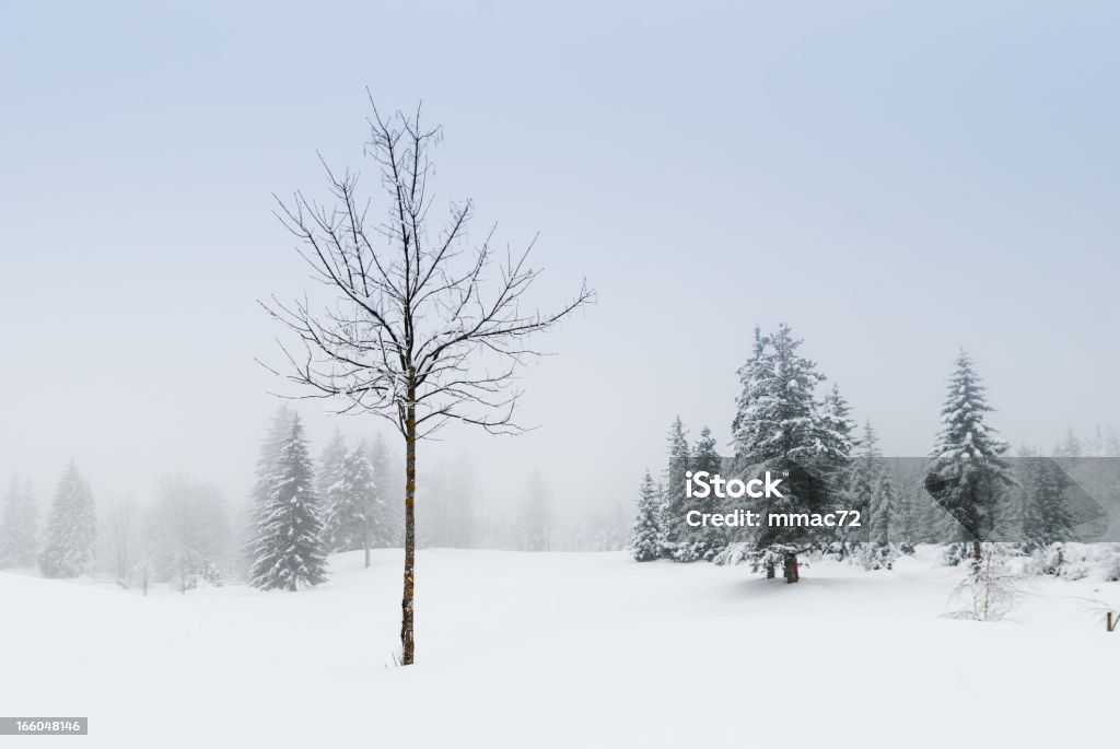 Paysage d'hiver avec la neige et arbres - Photo de Arbre libre de droits