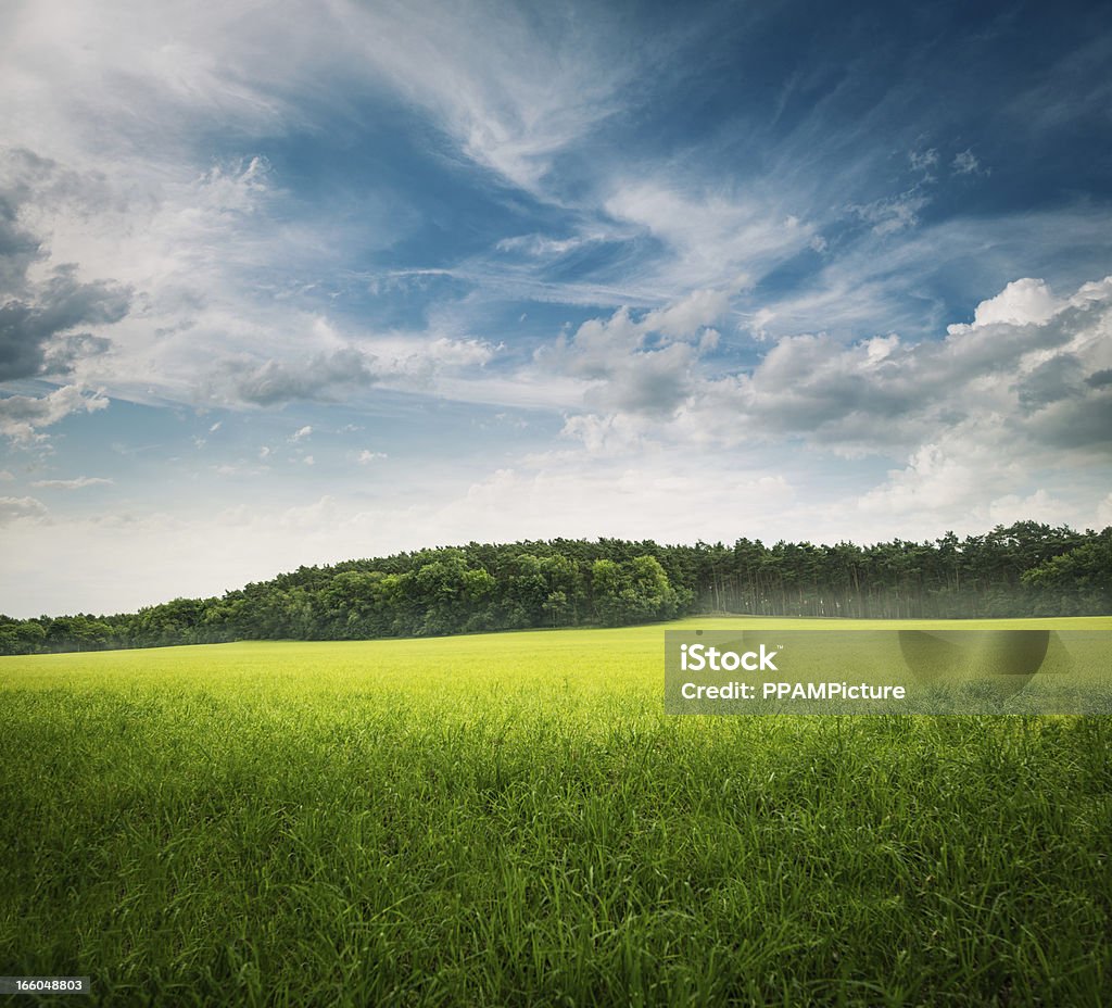 Grüne Gras Landschaft - Lizenzfrei Himmel Stock-Foto