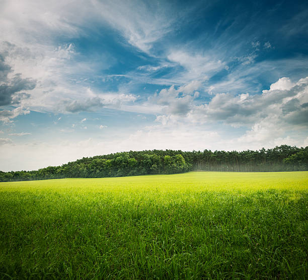 green grass landscape Beautiful green grass landscape with trees and a blue sky. Stitched out of 2 Pictures. brandenburg state photos stock pictures, royalty-free photos & images