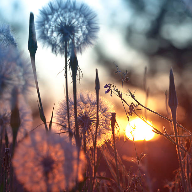 istock Dandelions in meadow at sunset 166048823