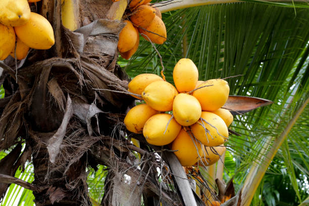 istock Yellow coconut fruits on coconut tree 1660491571