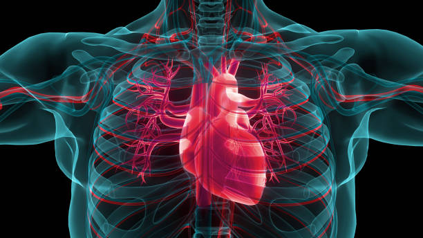 anatomía del corazón del sistema circulatorio humano - sistema cardiovascular fotografías e imágenes de stock