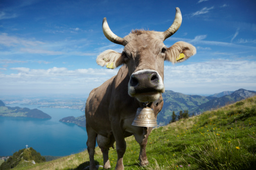 Milk Cow grazing  peacfully and happy on the organic alpine meadows over the Lake Lucerne