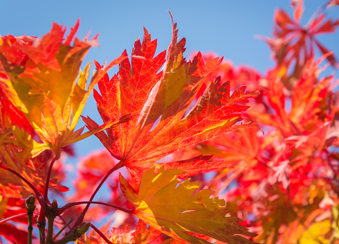 Autumn shades of Japanese maple leaves on a blurred background in a horizontal format