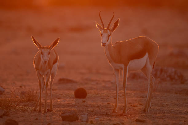 Two springbok stand while grazing in beautiful light in Etosha National Park, Namibia. stock photo