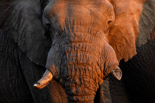 istock A large Bull elephant stands close to the camera in afternoon light. 1660530305
