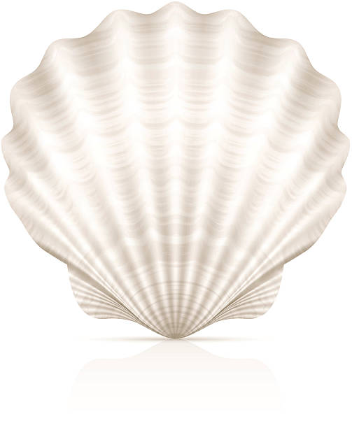 A pretty white seashell on a white background Vector seashells. scallop stock illustrations