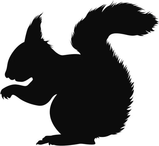 Vector illustration of Squirrel