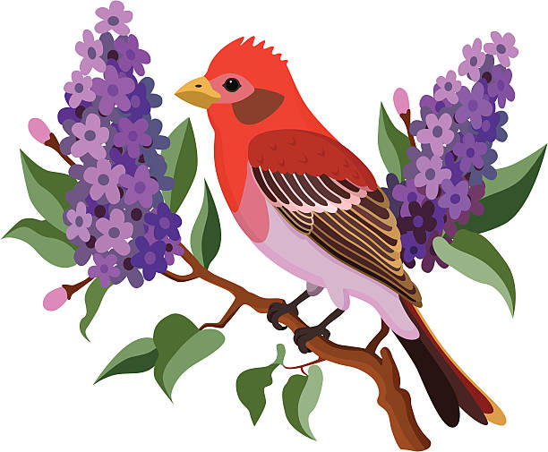 700+ Purple Finch Stock Photos, Pictures & Royalty-Free Images