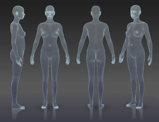 Woman body set The three-dimensional grid forms woman bodies, all lines are not expanded. You can change line thickness if it is necessary. EPS 10, file contains blending objects. wire frame model photos stock illustrations