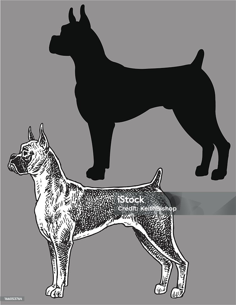 Boxer-Hund, domestic Haustier - Lizenzfrei Boxer - Hund Vektorgrafik