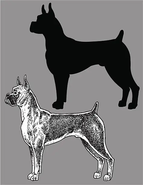 Vector illustration of Boxer - Dog, domestic pet