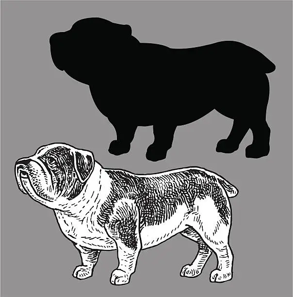 Vector illustration of Bulldog
