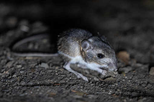 Wild Brown rat (Rattus norvegicus) starting to jump from log at night. High speed photography image