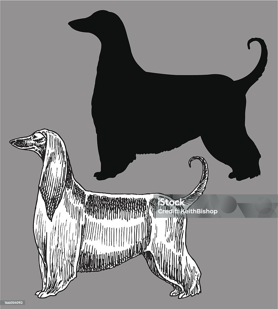 Afghan de chien de chasse, acceptant les animaux domestiques - clipart vectoriel de Lévrier afghan libre de droits
