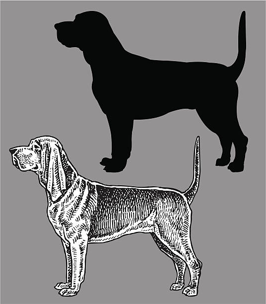 Blood Hound - Dog, domestic pet Blood Hound - Dog, domestic pet. Pen and Ink style illustration of mans best friend, a blood hound dog. Check out my "Vectors Animals & Insects" light box for more. bloodhound stock illustrations