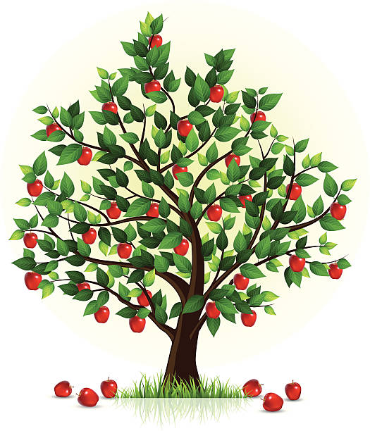 czerwone jabłko tree - red delicious apple illustrations stock illustrations