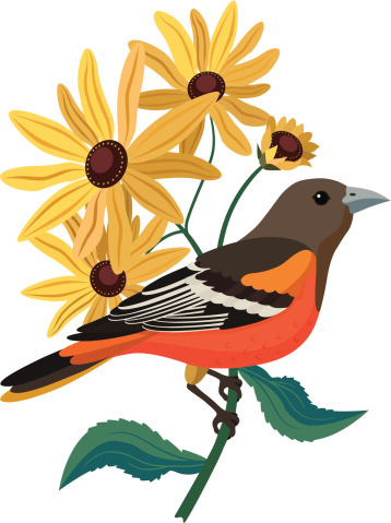 A vector illustration of Baltimore oriole and black eyed Susans.