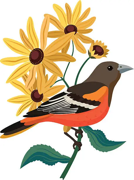 Vector illustration of Baltimore oriole and black eyed Susans