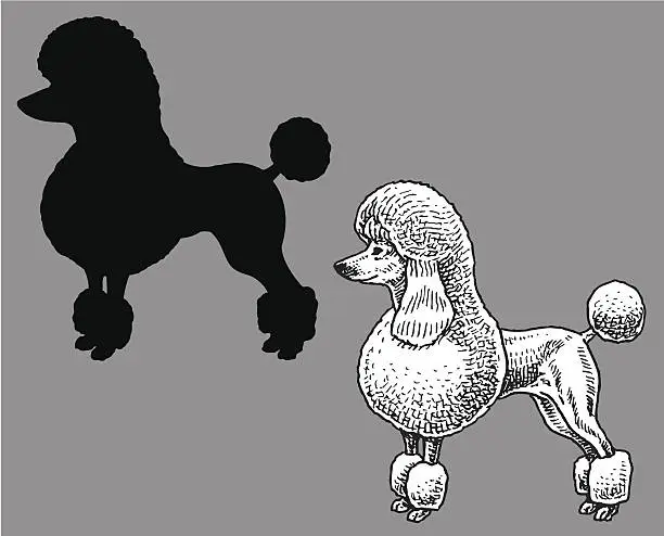 Vector illustration of Poodle - Dog, domestic pet