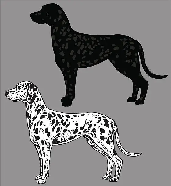 Vector illustration of Dalmatian - Dog, domestic pet