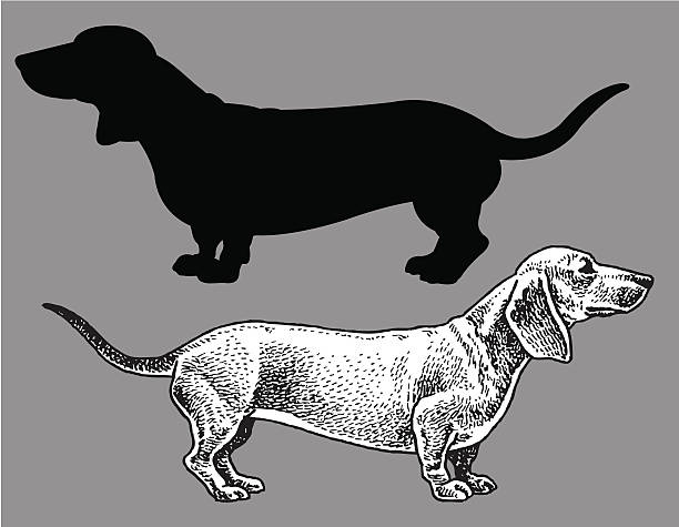 dackel-hund, domestic haustier - dachshund stock-grafiken, -clipart, -cartoons und -symbole