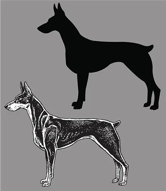 Vector illustration of Doberman Pinscher - Dog, domestic pet