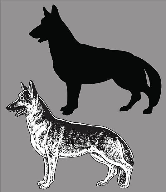 owczarek niemiecki-pies, krajowe pet - german shepherd illustrations stock illustrations