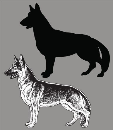 German Shepherd - Dog, domestic pet