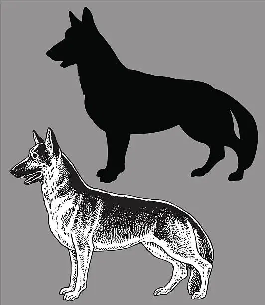 Vector illustration of German Shepherd - Dog, domestic pet