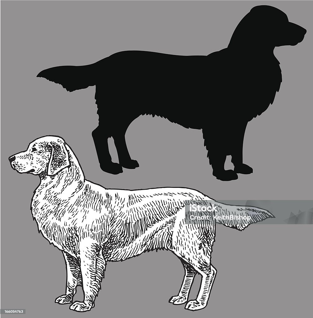 ゴールドレトリバー、国内のペットの犬 - ゴールデンレト��リバーのロイヤリティフリーベクトルアート