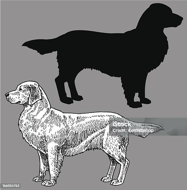 ゴールドレトリバー国内のペットの犬 - ゴールデンレトリバーのベクターアート素材や画像を多数ご用意 - ゴールデンレトリバー, イヌ科, イラストレーション