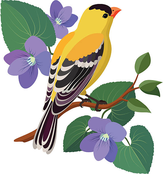 goldfinch and violets vector art illustration