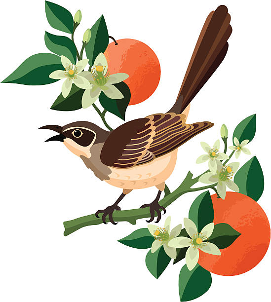 mockingbird and orange blossom vector art illustration