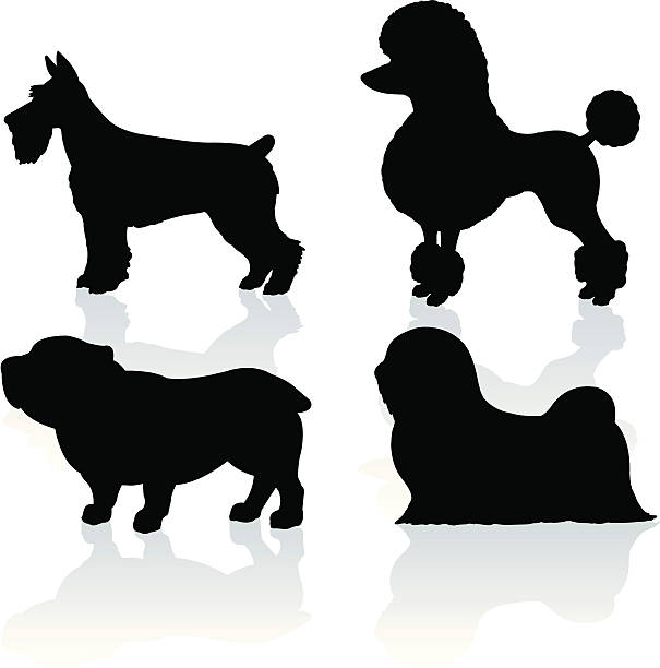 Dogs - Companion, Schnauzer, Poodle, Bulldog, Lhasa Apso Companion dogs. silhouette style illustrations of mans best friend, Schnauzer, Poodle, Bulldog, Lhasa Apso dog. Check out my "Vectors Animals & Insects" light box for more. schnauzer stock illustrations