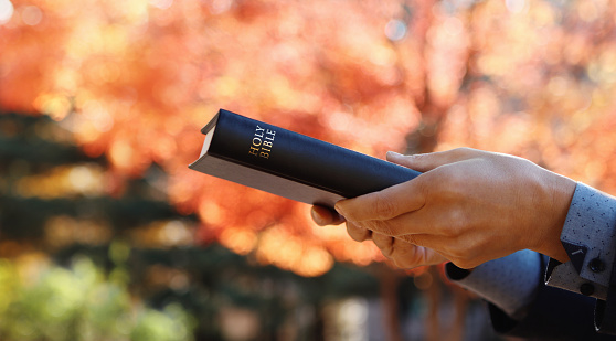 Red maple leaves, autumn, and a Christian who spreads the gospel and evangelizes by passing the holy Bible with both hands