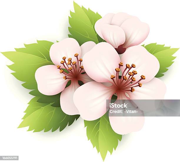 Frühlingsblüte Stock Vektor Art und mehr Bilder von Kirschblüte - Kirschblüte, Isoliert, Abstrakt